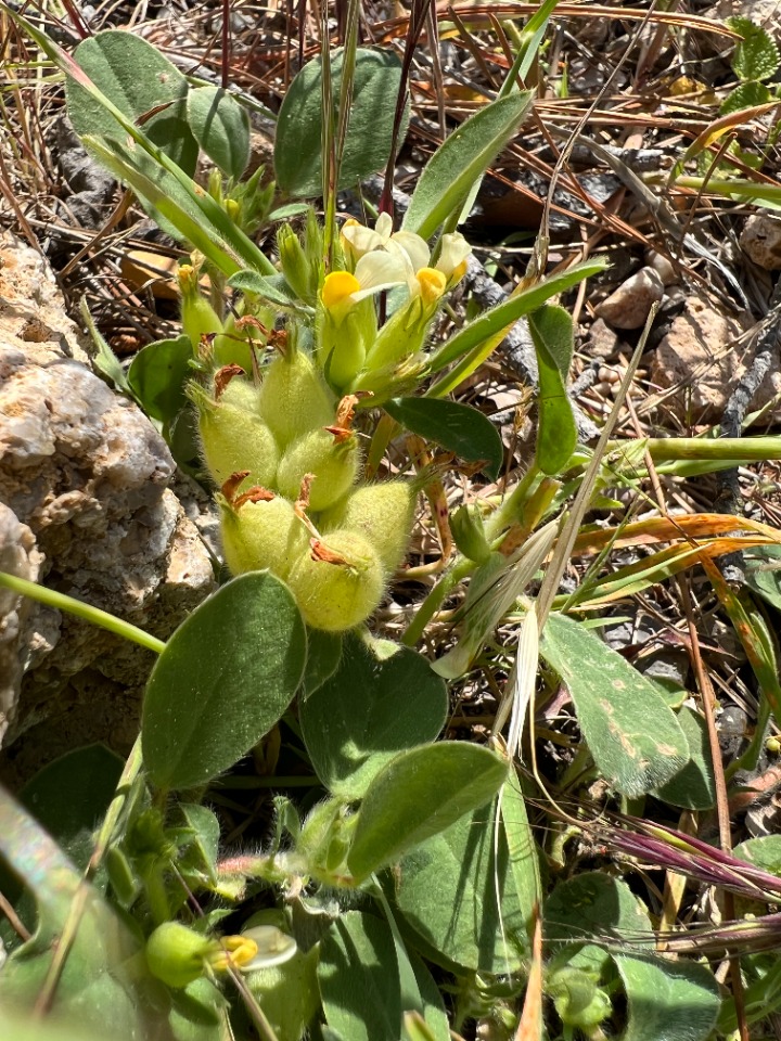 Tripodion tetraphyllum