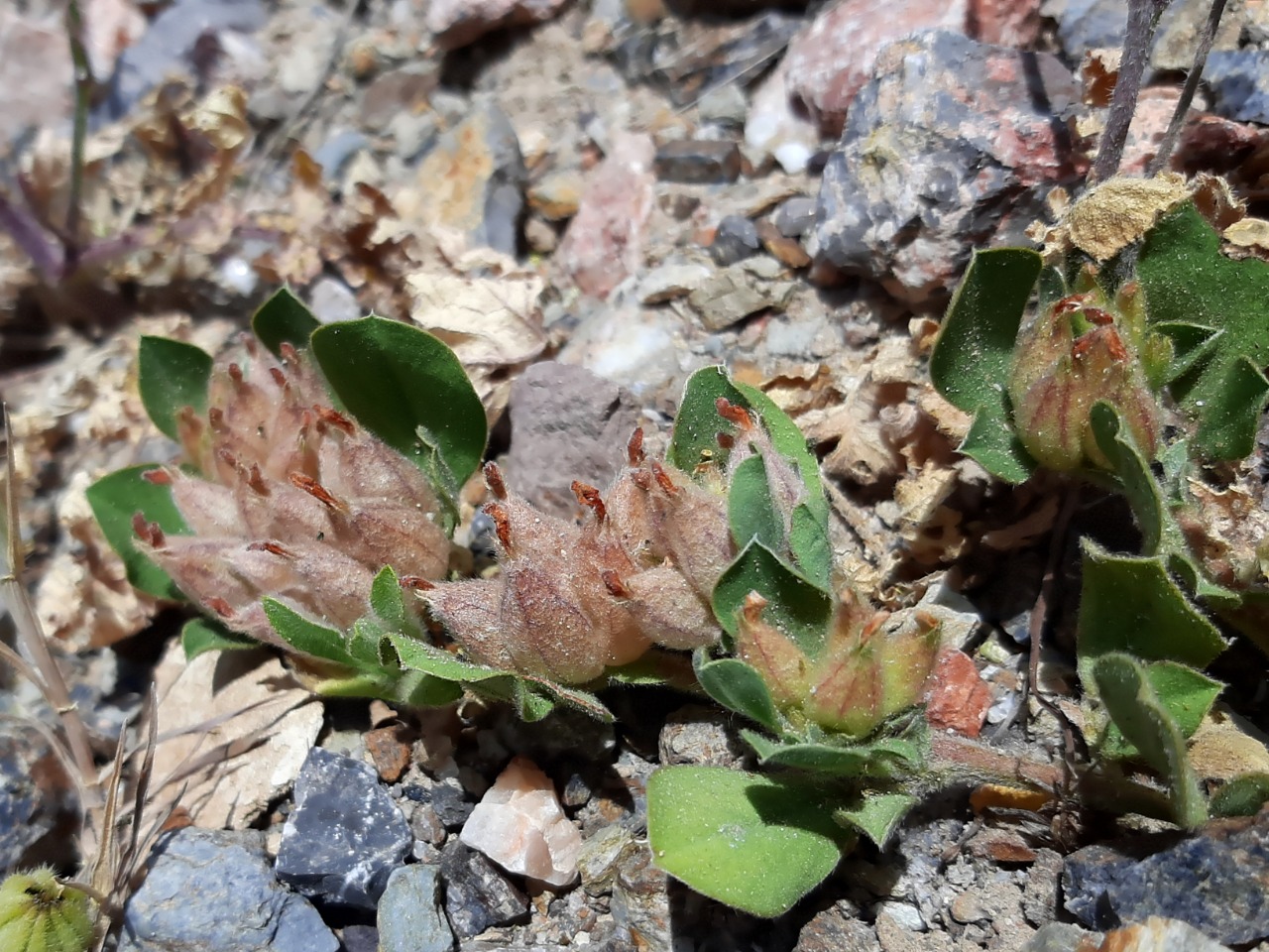 Tripodion tetraphyllum