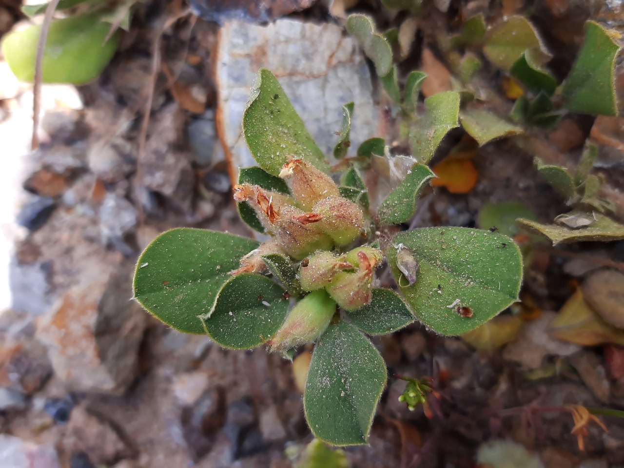 Tripodion tetraphyllum