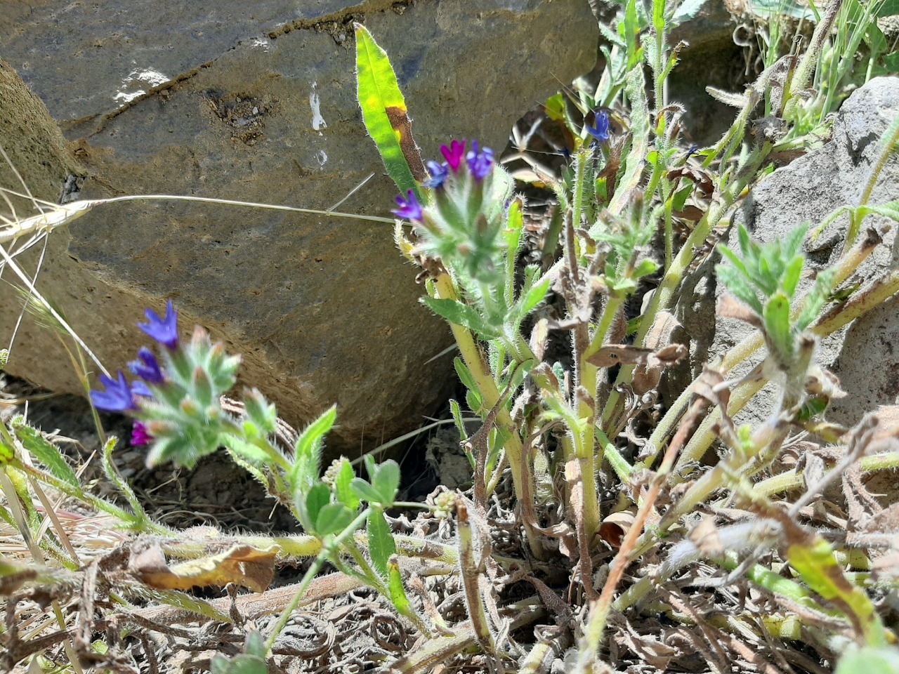 Anchusa hybrida