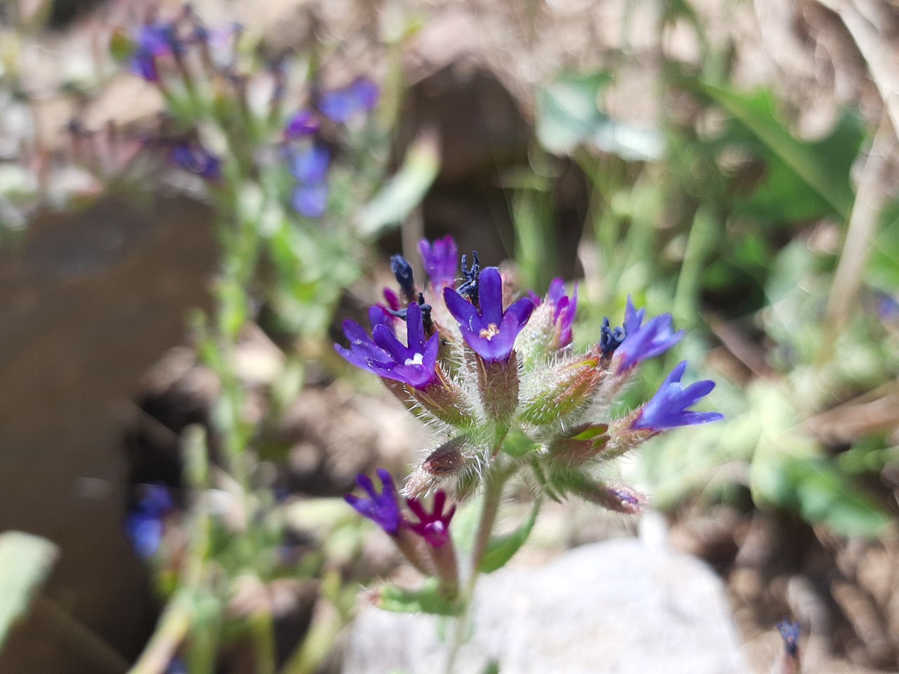 Anchusa hybrida