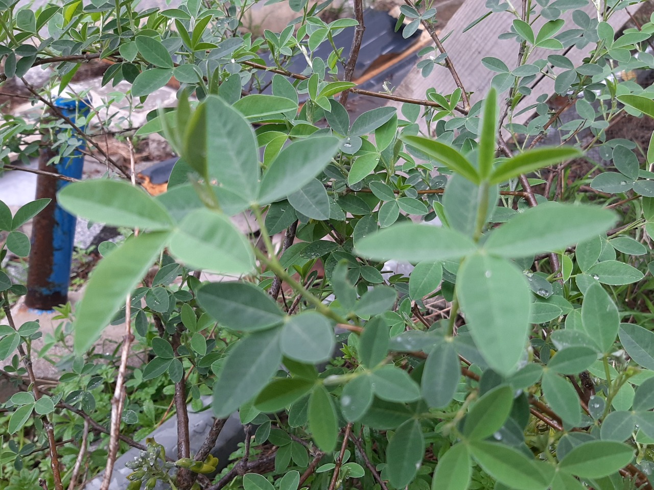 Anagyris foetida