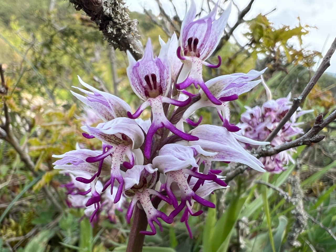Orchis simia