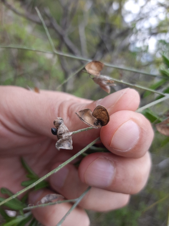 Fontanesia phillyreoides