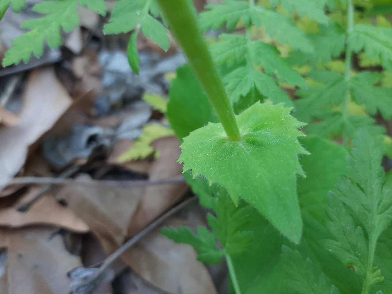 Doronicum orientale
