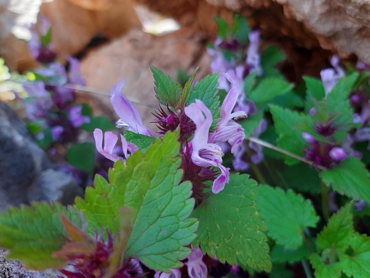 Lamium garganicum