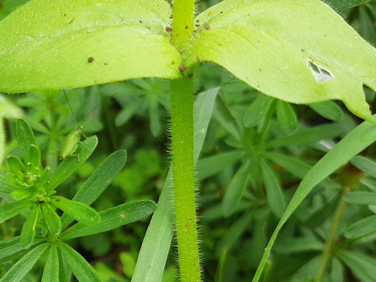 Stellaria cupaniana
