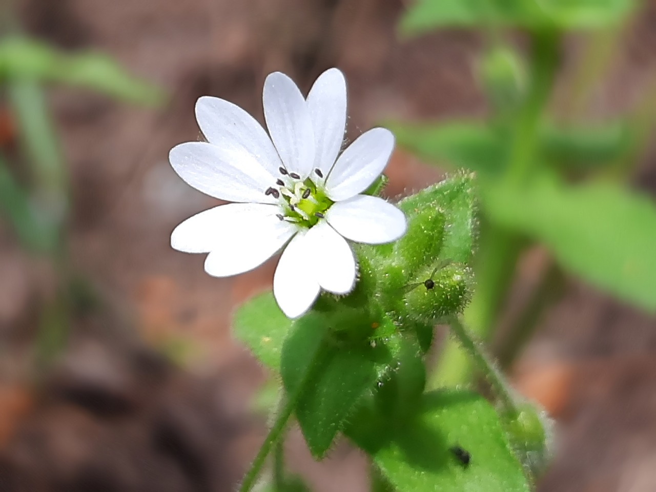 Stellaria cupaniana