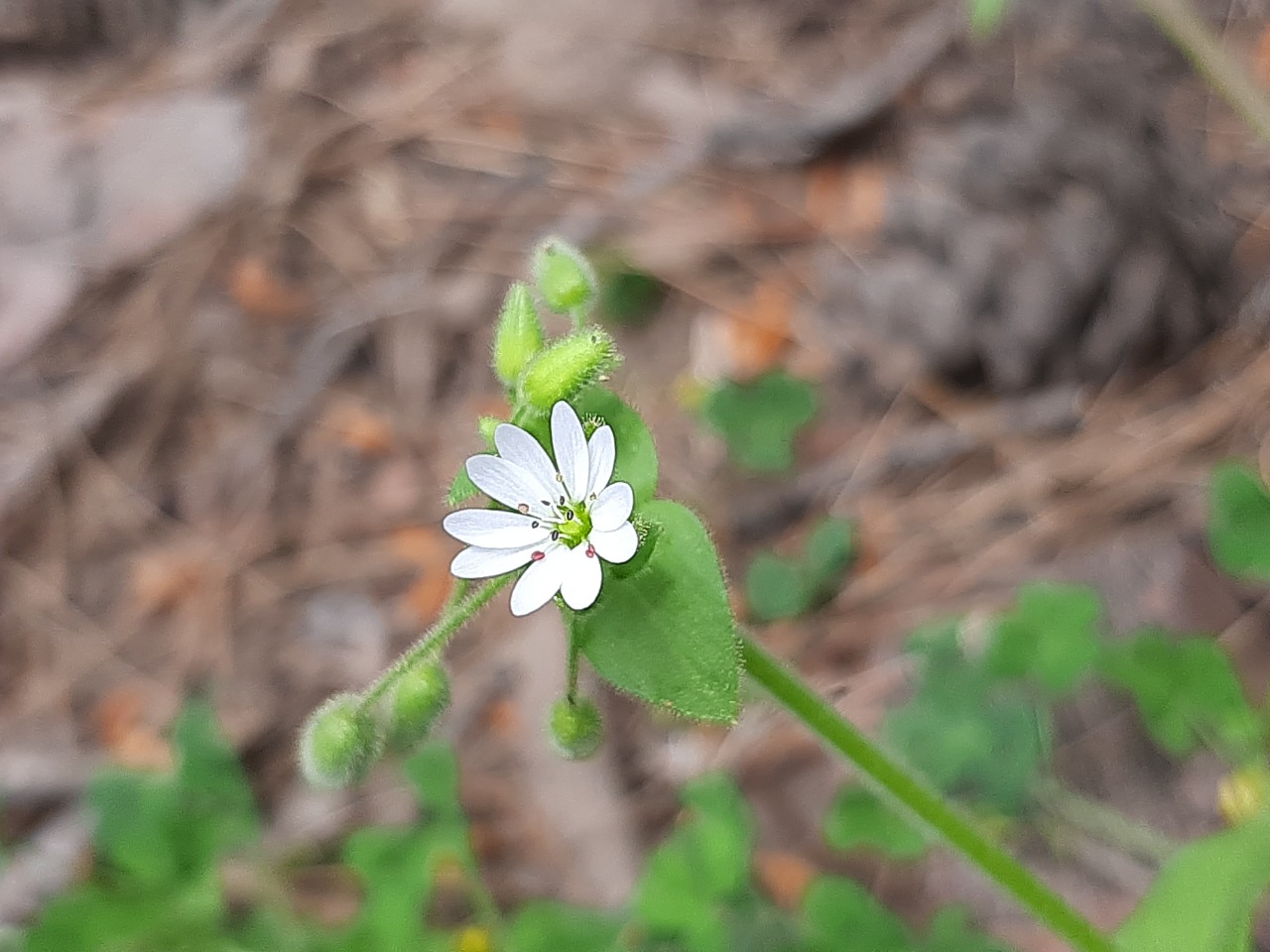 Stellaria cupaniana