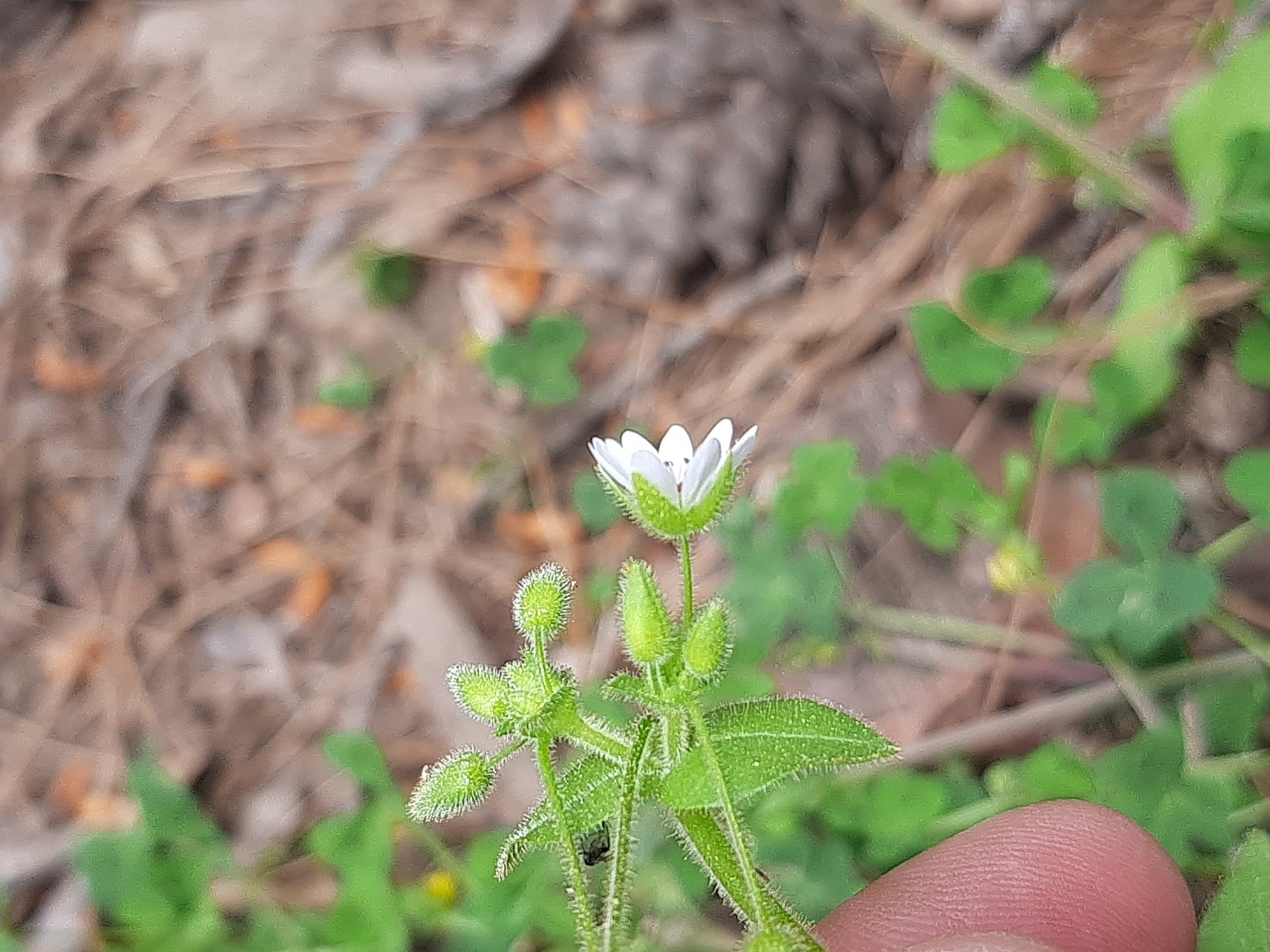 Stellaria cupaniana