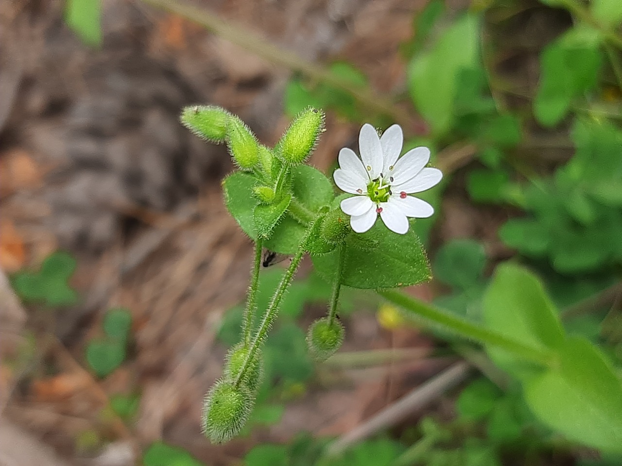 Stellaria cupaniana