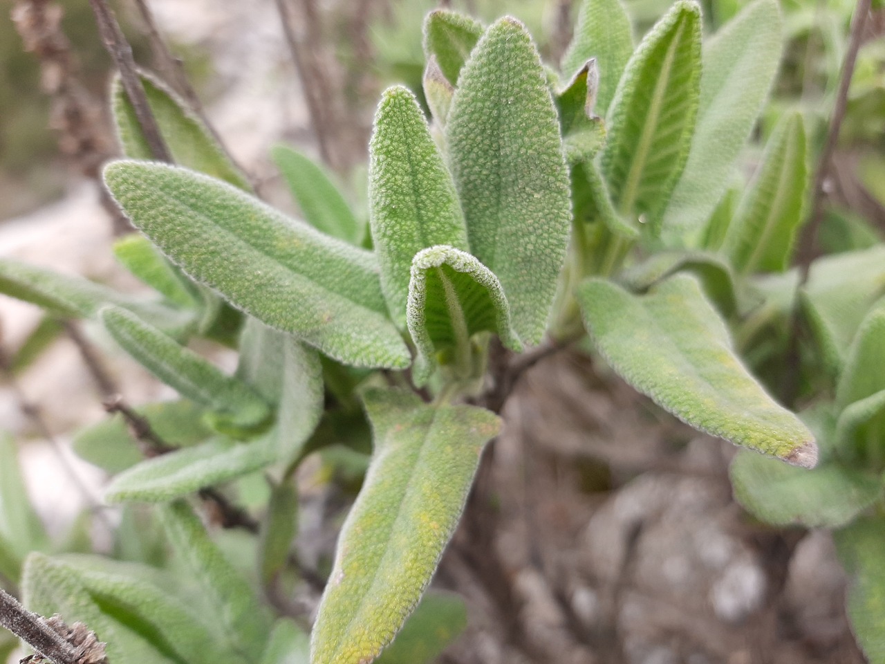 Salvia dorystaechas