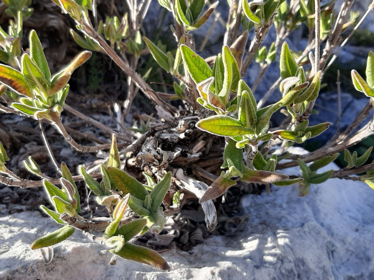 Salvia dorystaechas