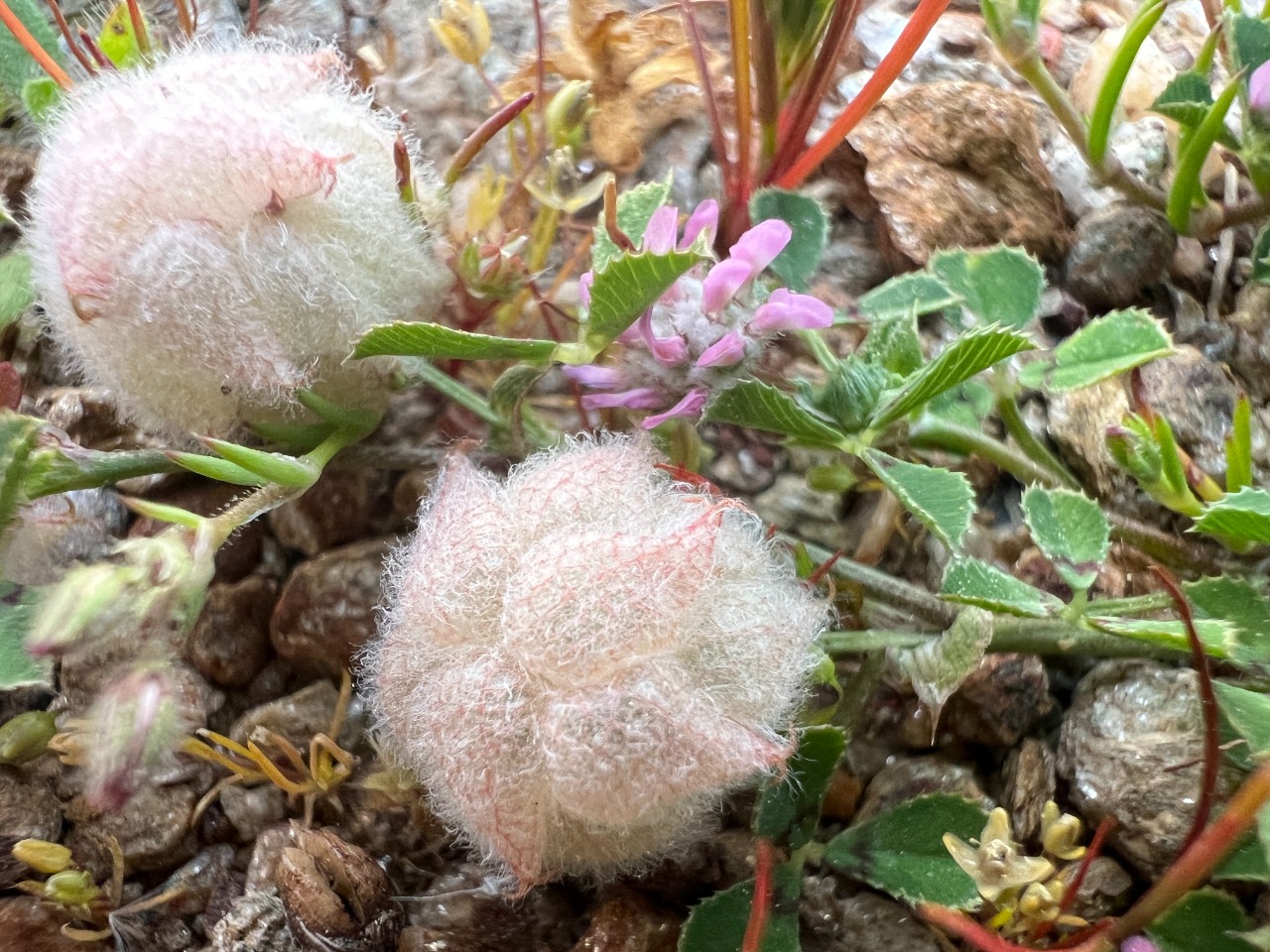 Trifolium tomentosum