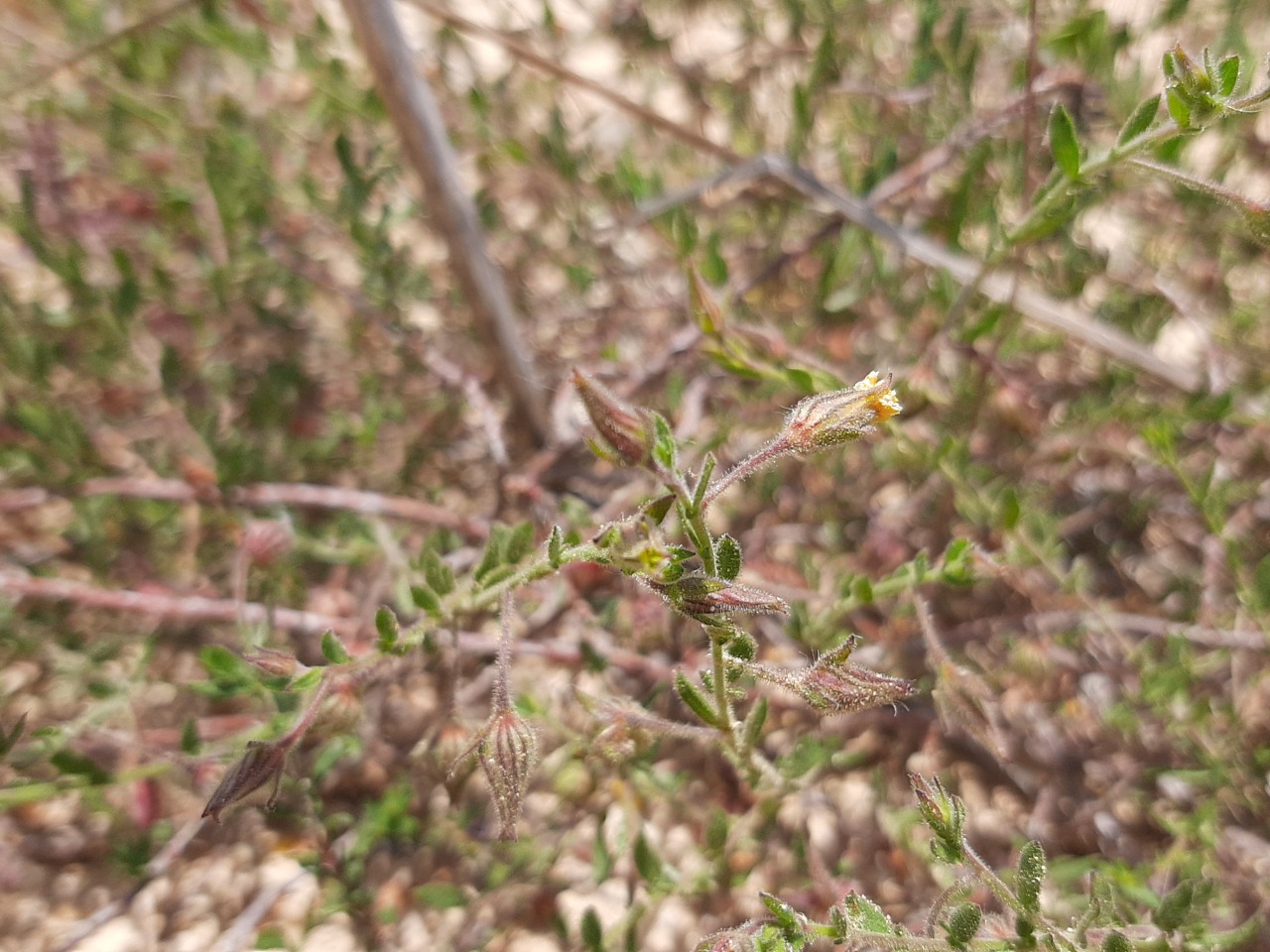 Fumana arabica