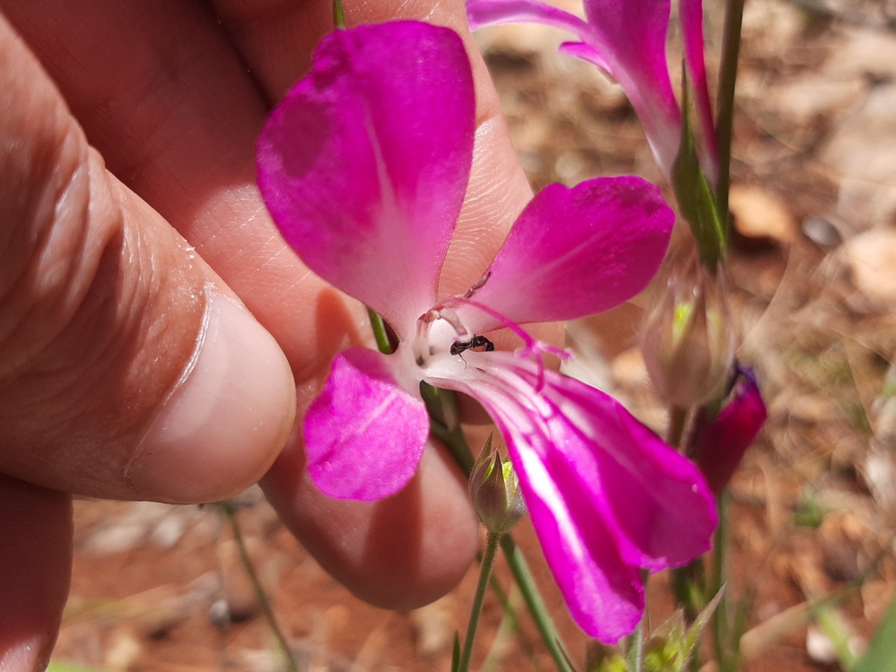 Gladiolus italicus