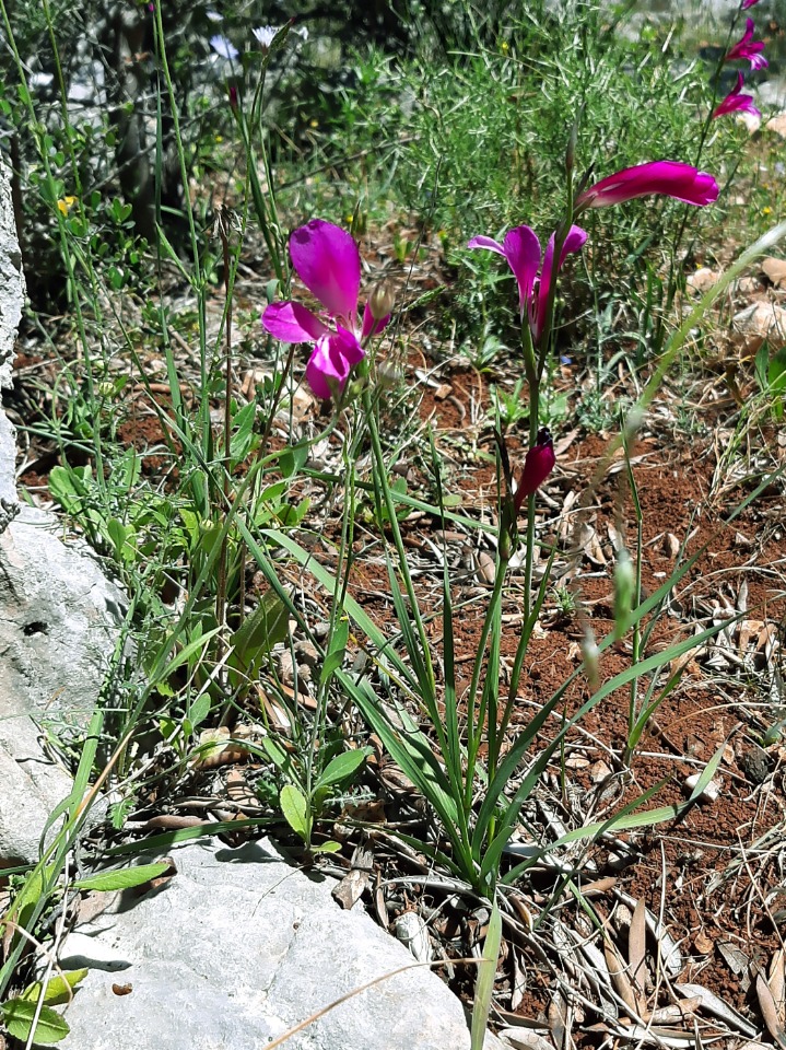 Gladiolus italicus