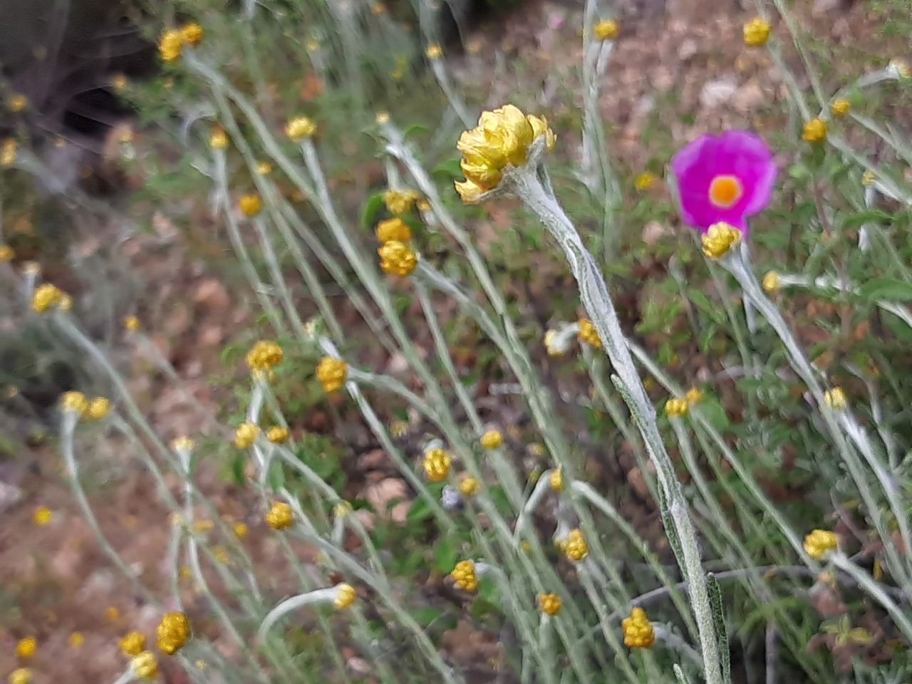 Helichrysum stoechas subsp. barrelieri