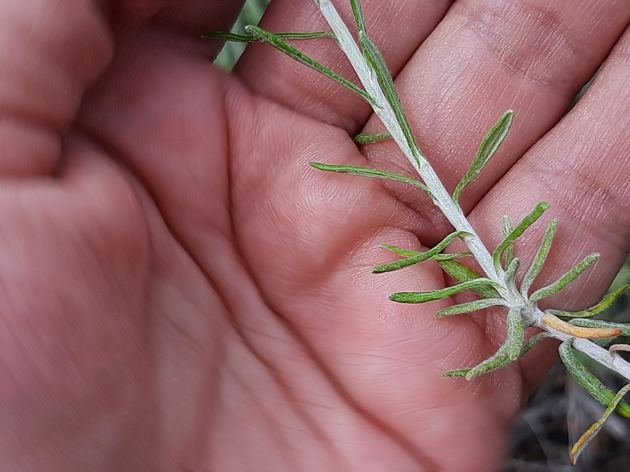 Helichrysum stoechas subsp. barrelieri