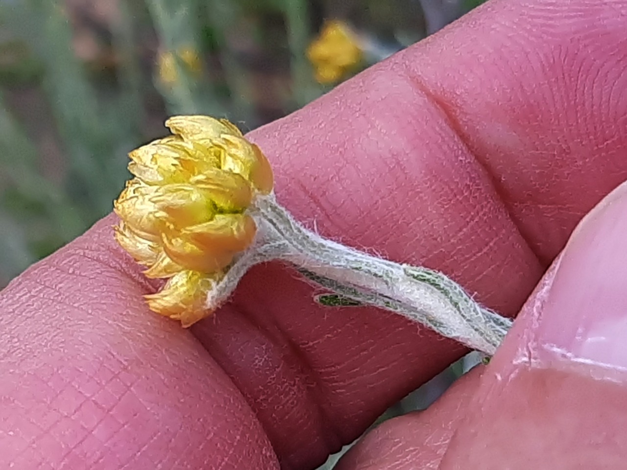 Helichrysum stoechas subsp. barrelieri