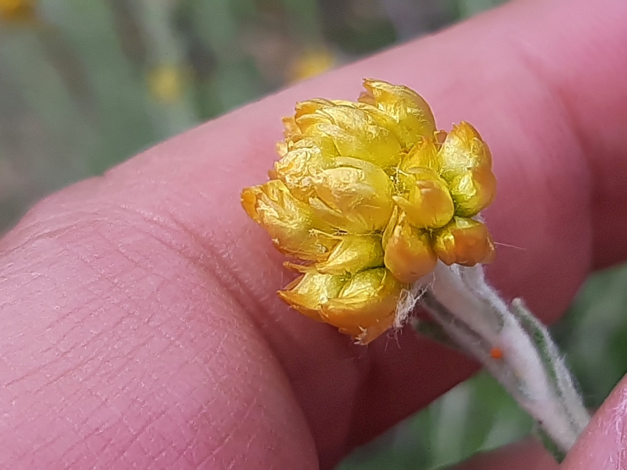 Helichrysum stoechas subsp. barrelieri