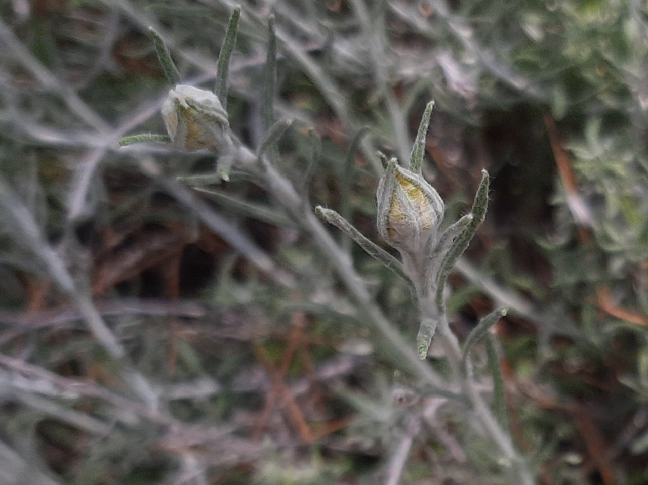 Helichrysum stoechas subsp. barrelieri