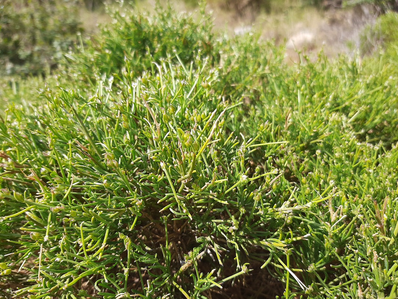 Genista acanthoclada