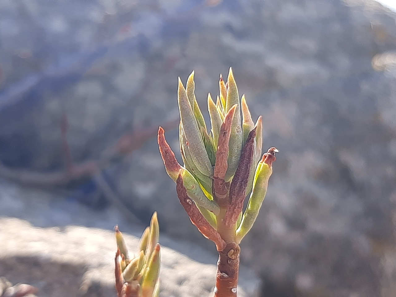 Sedum sediforme