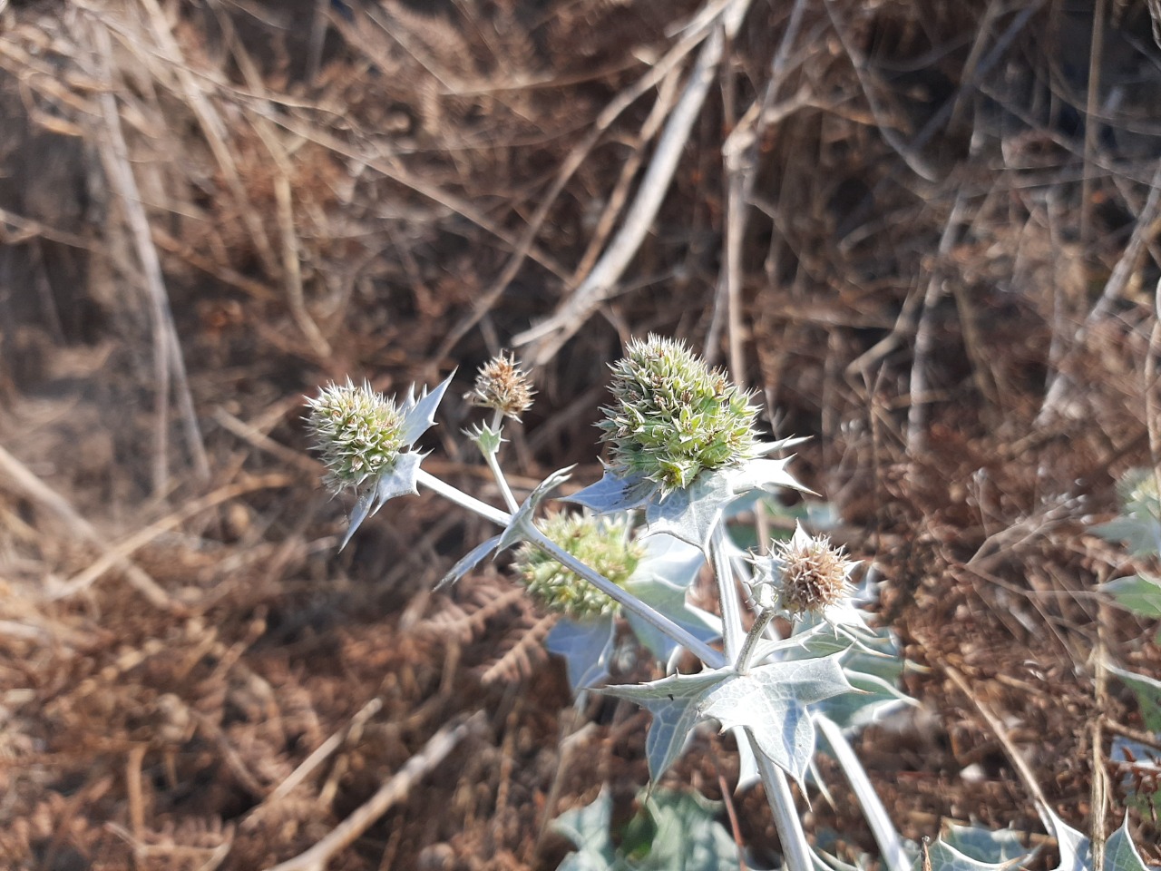 Eryngium maritimum