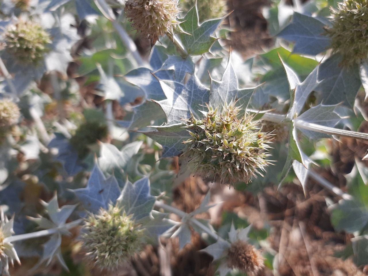 Eryngium maritimum
