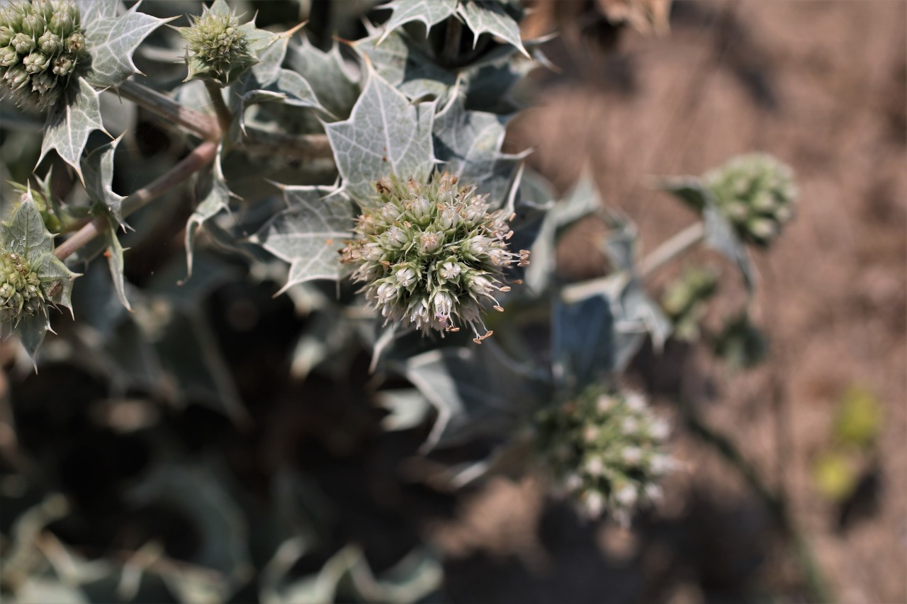 Eryngium maritimum