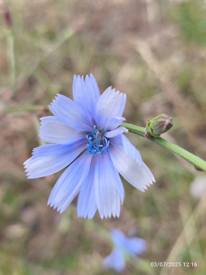 Cichorium intybus