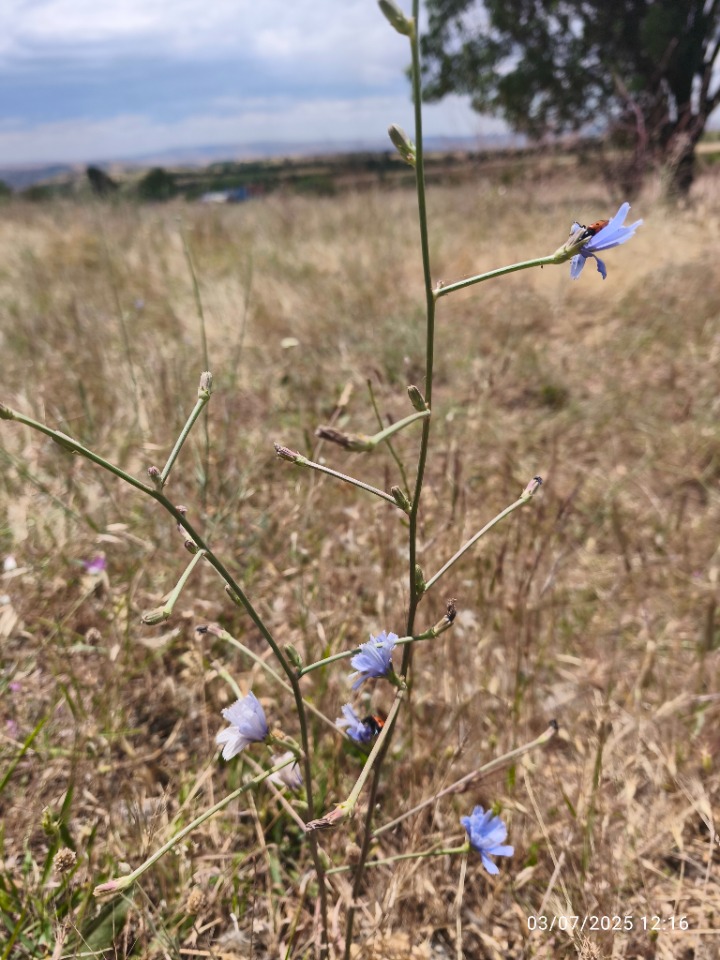 Cichorium intybus