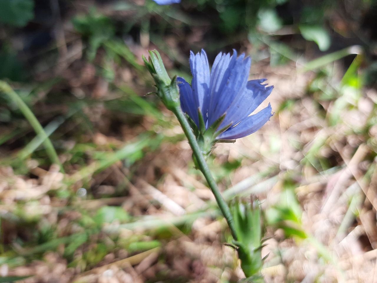 Cichorium intybus