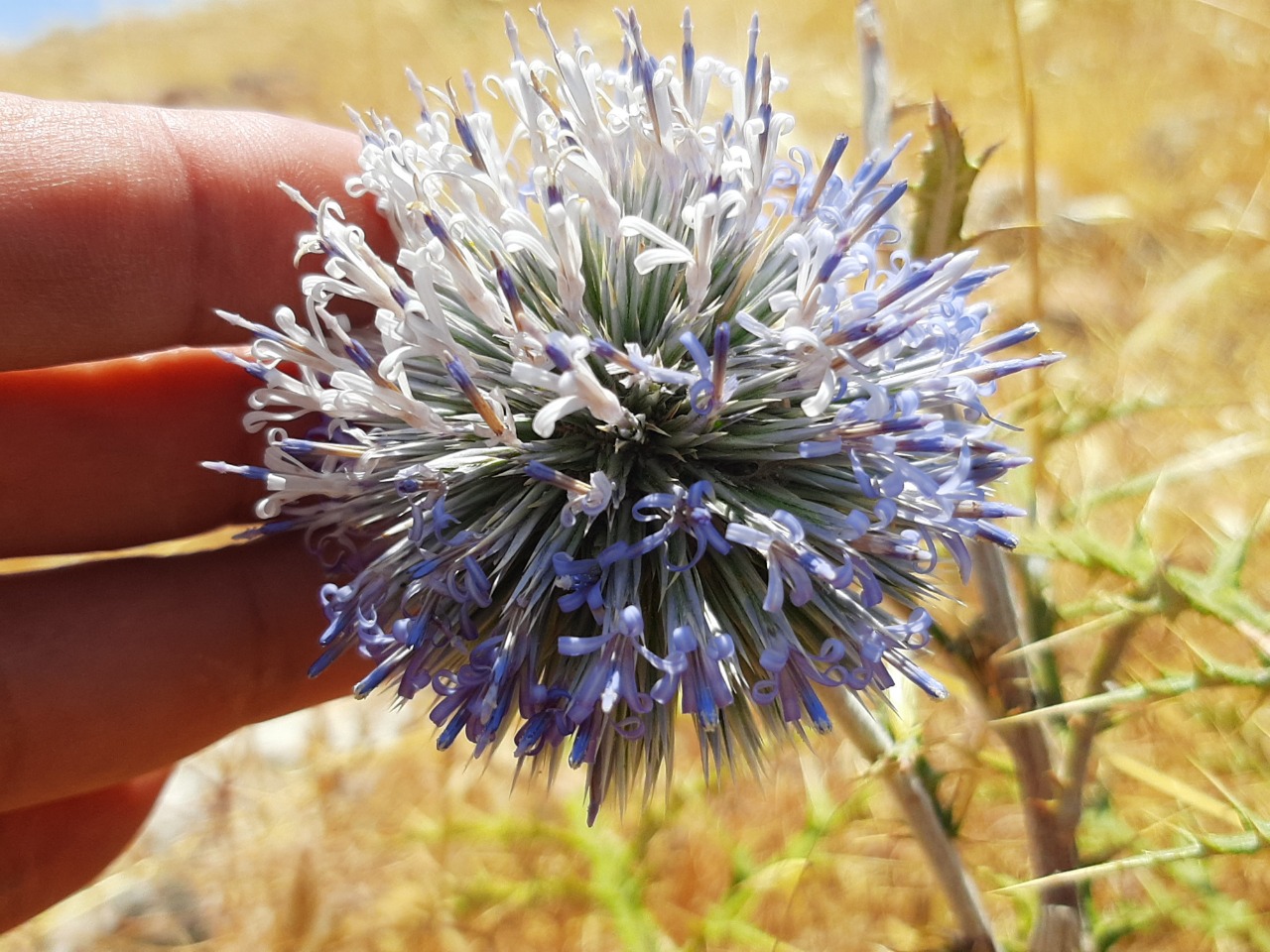 Echinops spinosissimus subsp. bithynicus