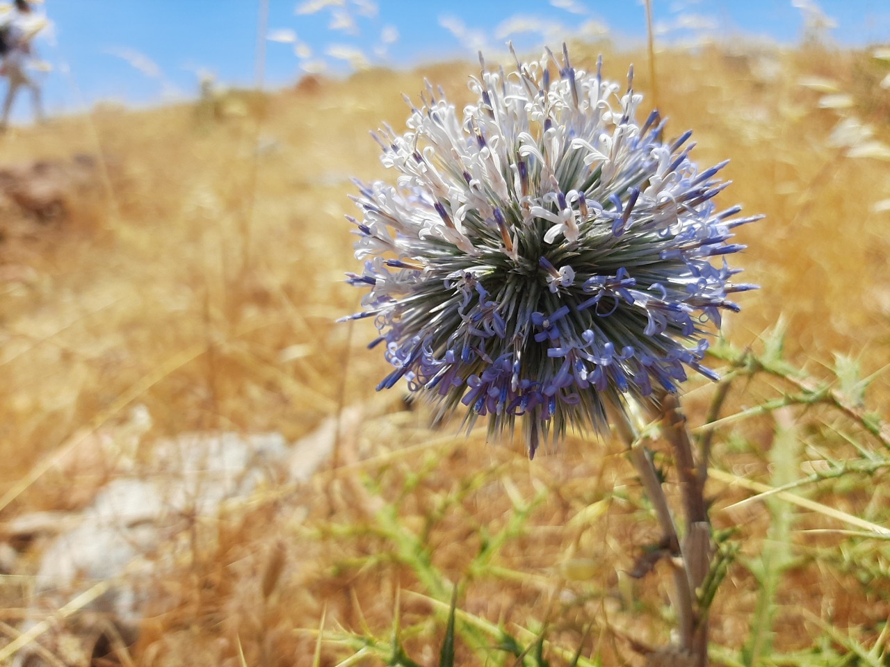 Echinops spinosissimus subsp. bithynicus