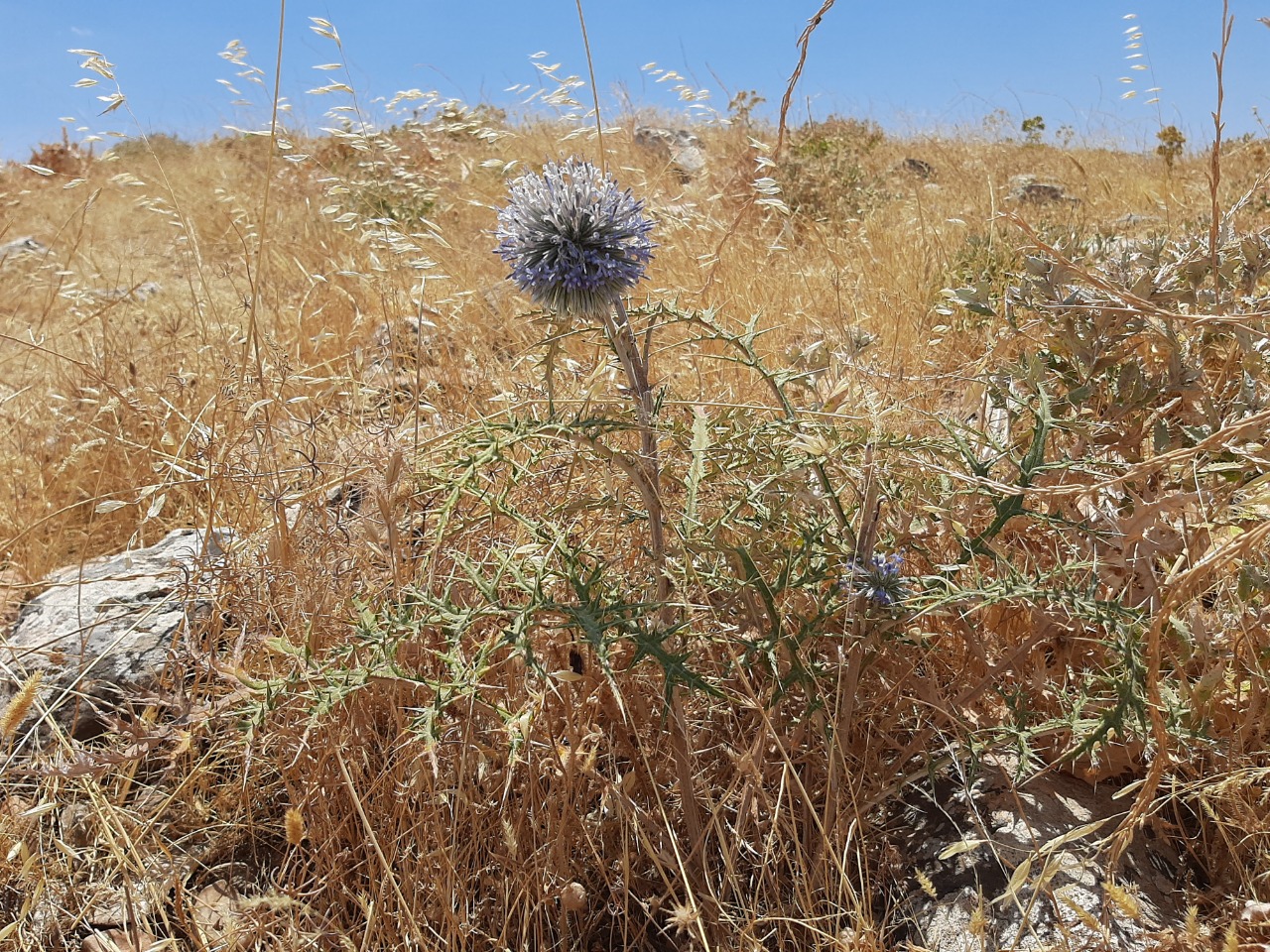 Echinops spinosissimus subsp. bithynicus