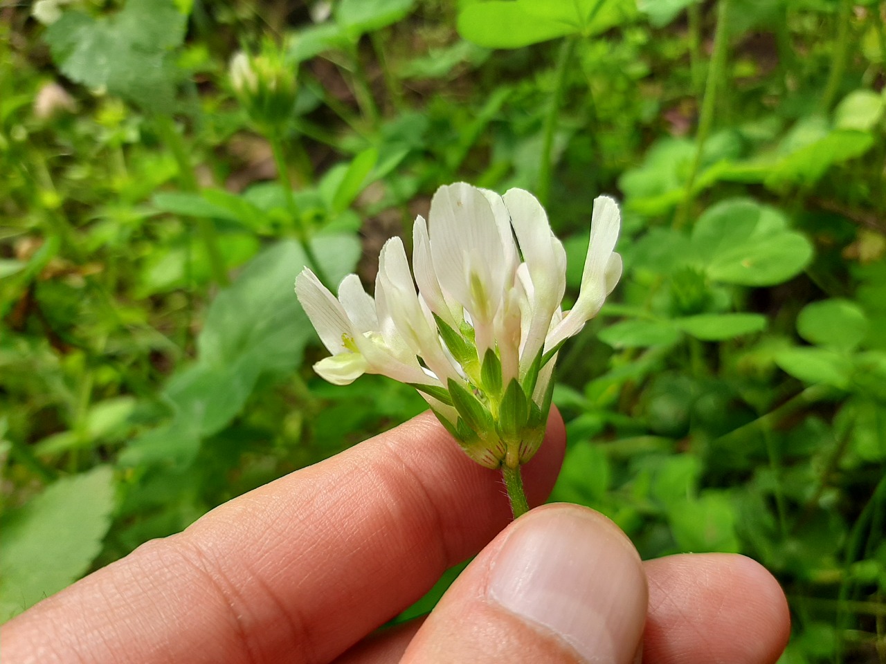 Trifolium nigrescens