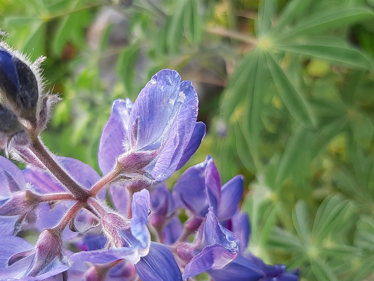 Lupinus pilosus