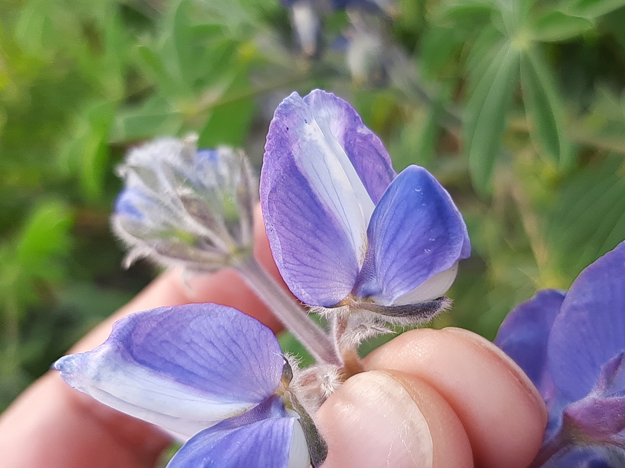 Lupinus pilosus