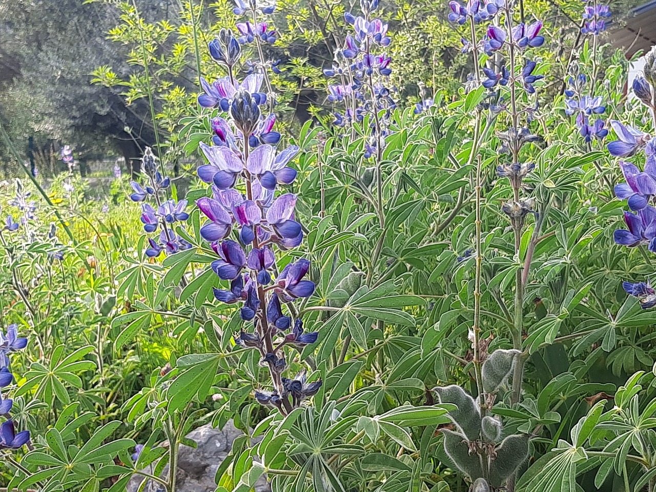 Lupinus pilosus