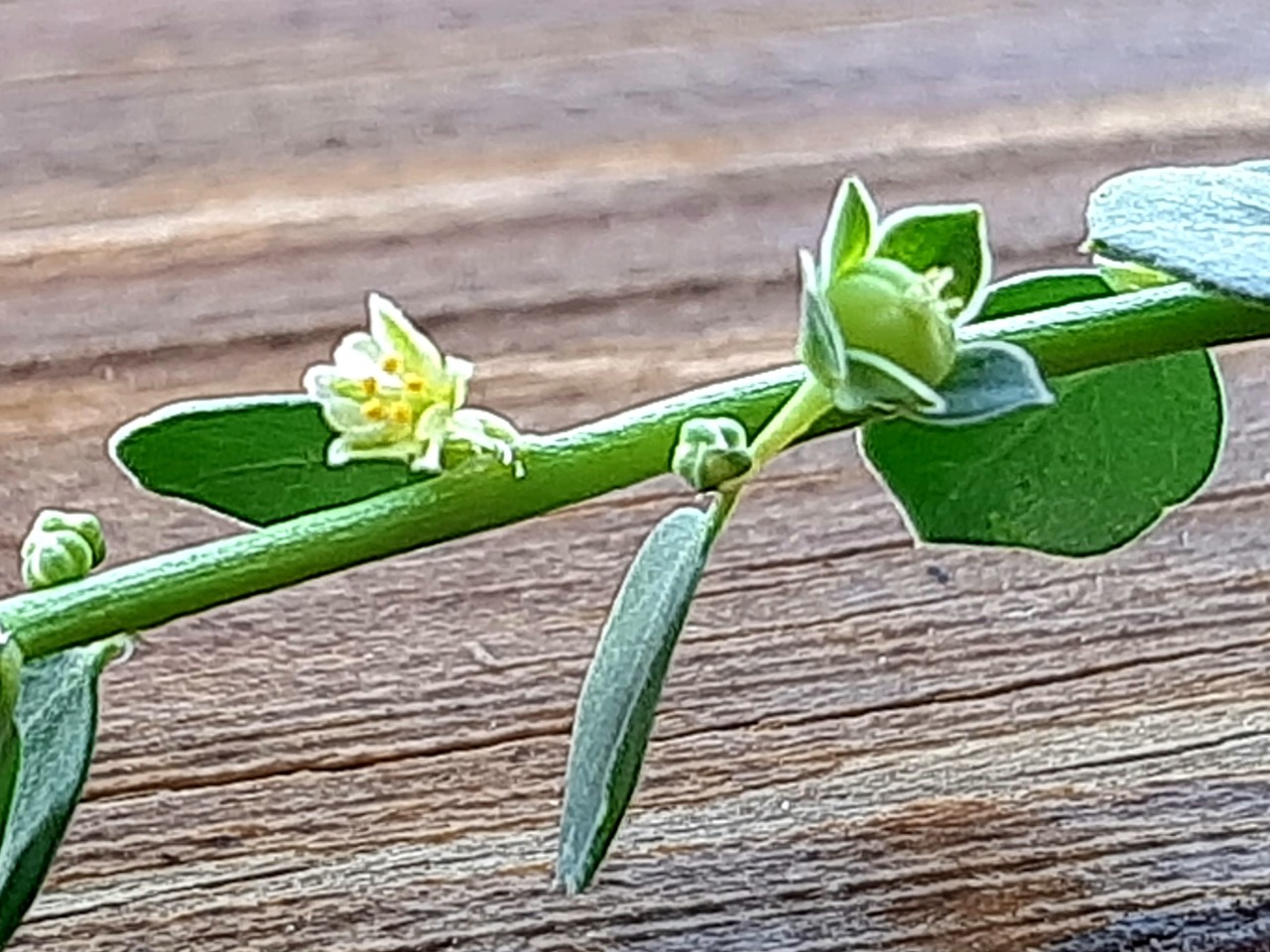 Andrachne telephioides