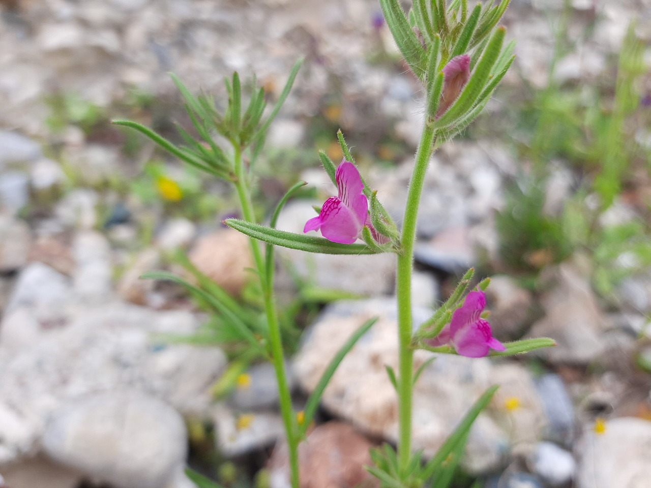 Misopates orontium