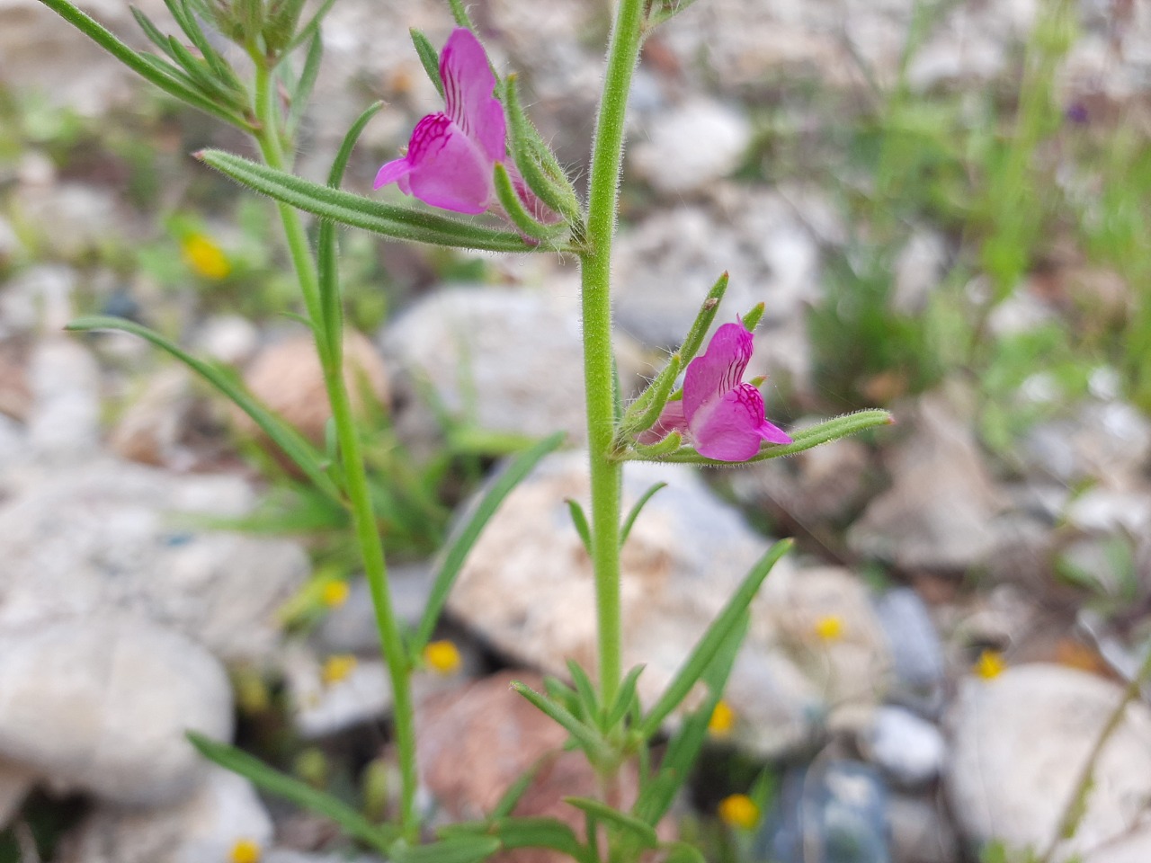 Misopates orontium