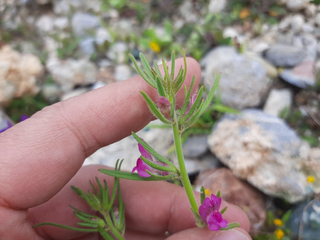 Misopates orontium
