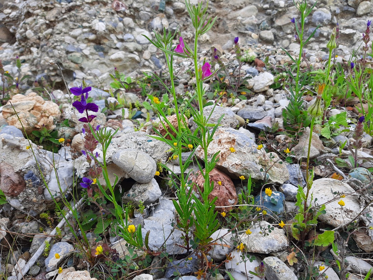 Misopates orontium