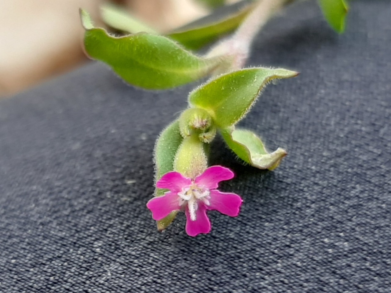 Silene aegyptiaca