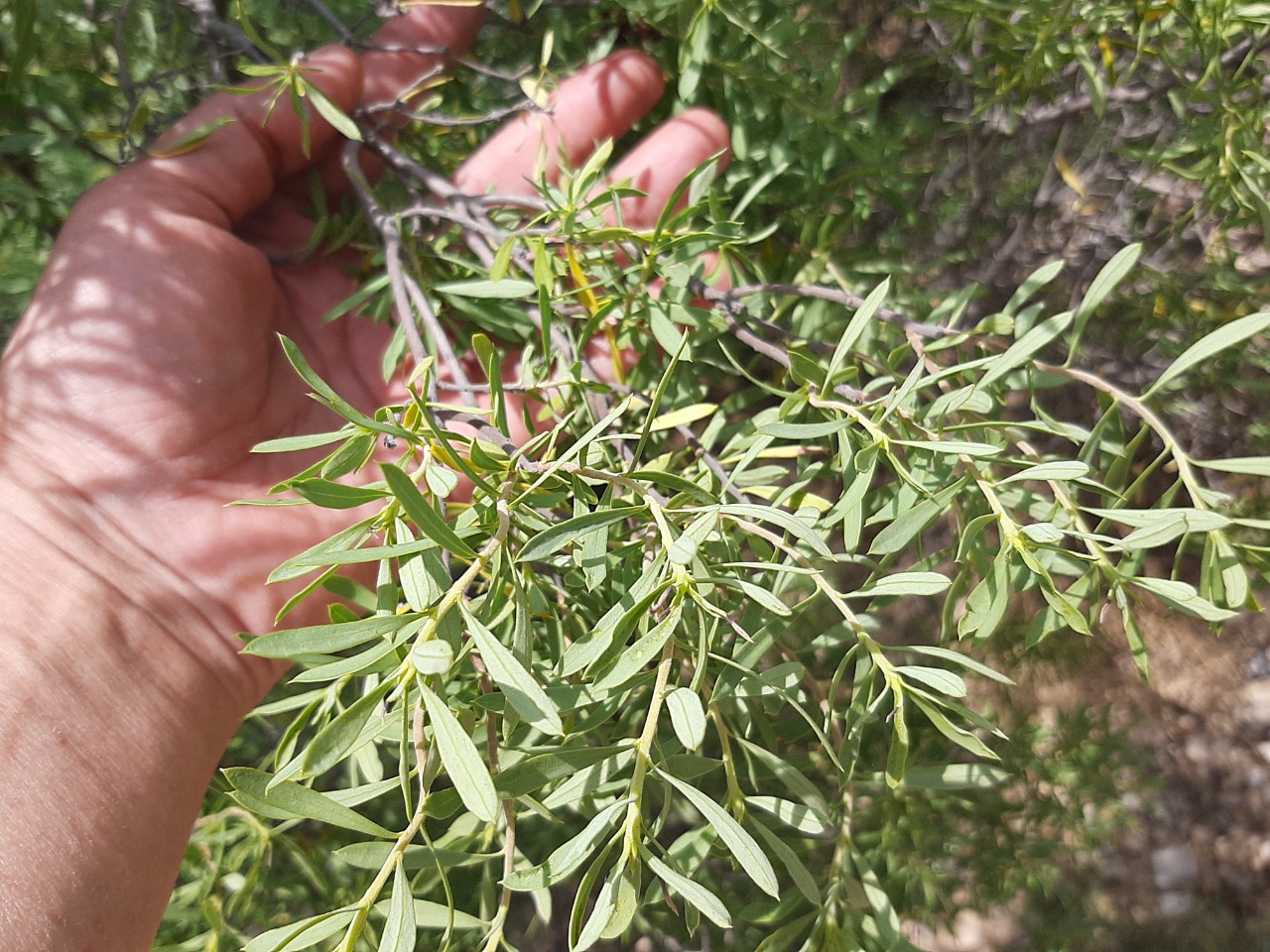 Daphne gnidioides
