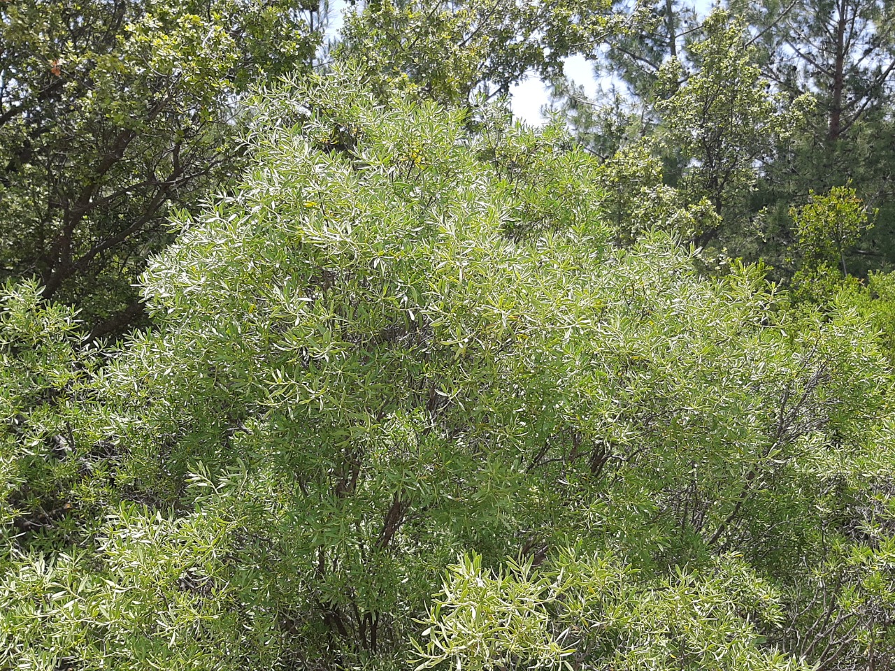 Daphne gnidioides