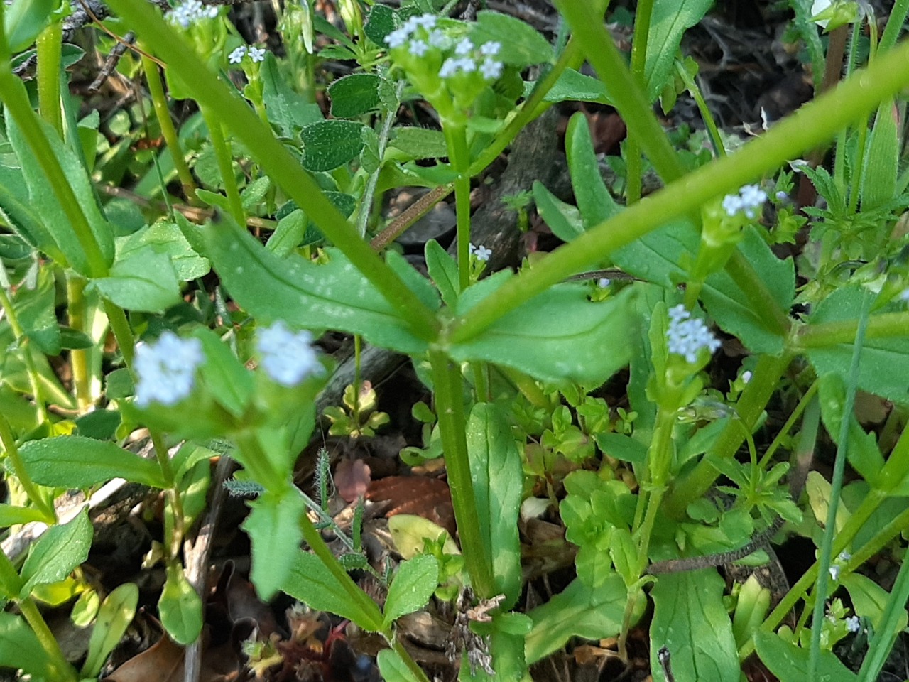 Valerianella locusta